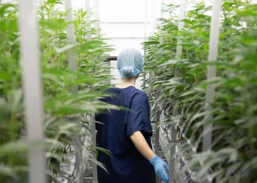 Grower in scrubs and a hairnet inspecting mature cannabis plants