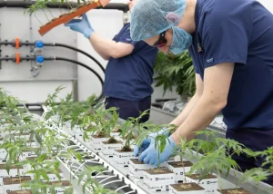 Dalgety growers tending cannabis plants in a hydroponic system