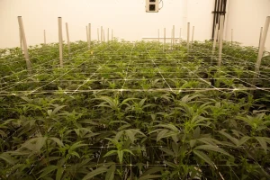 Young cannabis plants in Dalgety's indoor cultivation room