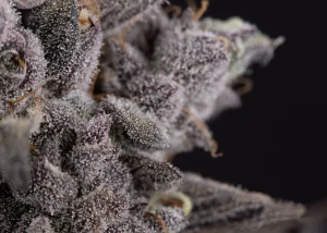 Close-up of dried medical cannabis flower grown by Dalgety