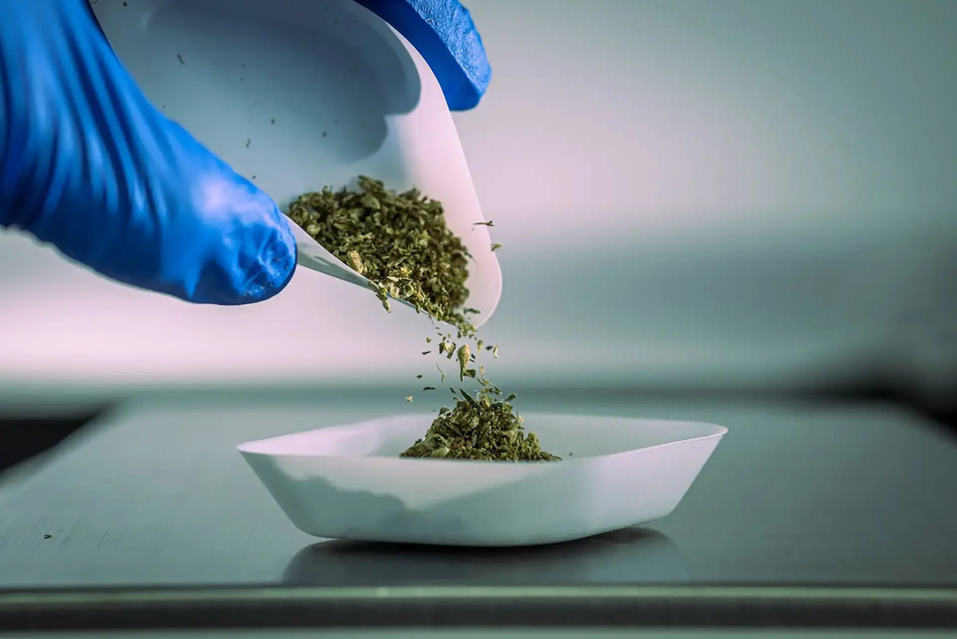Dried cannabis flower being poured into a weighing boat