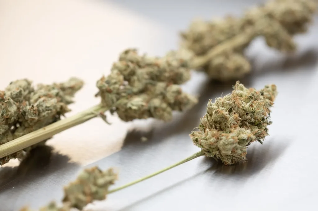 Dried medical cannabis flower buds on a white surface