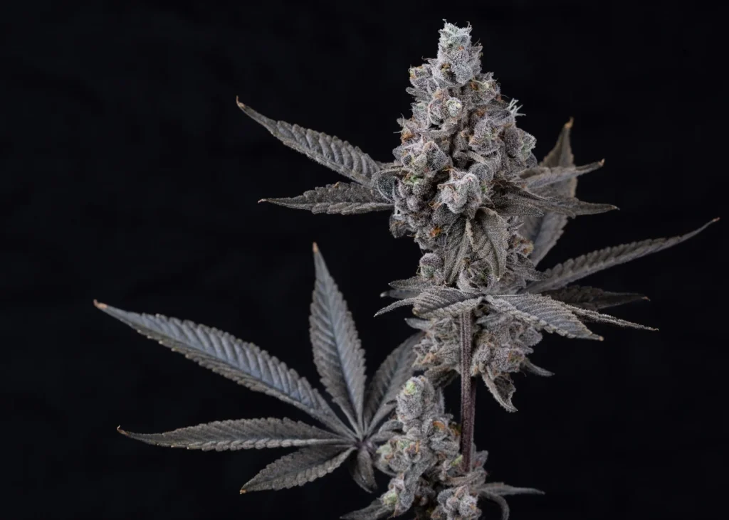 Medical cannabis flower and leaf on a dark background